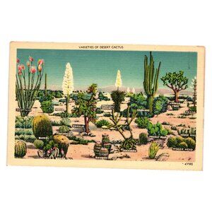 Vintage Desert Cactus Varieties Postcard 1942 Published Herz San Diego USA Nice